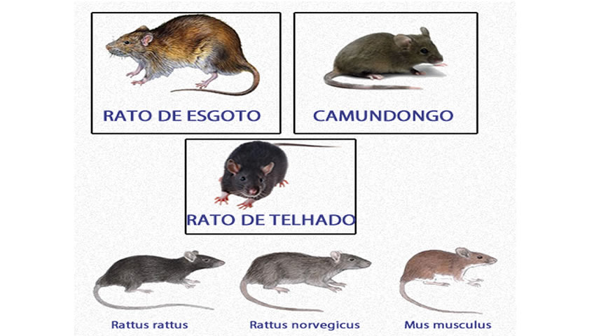 Espécies de Ratos - Conheça os Principais Tipos de Ratos